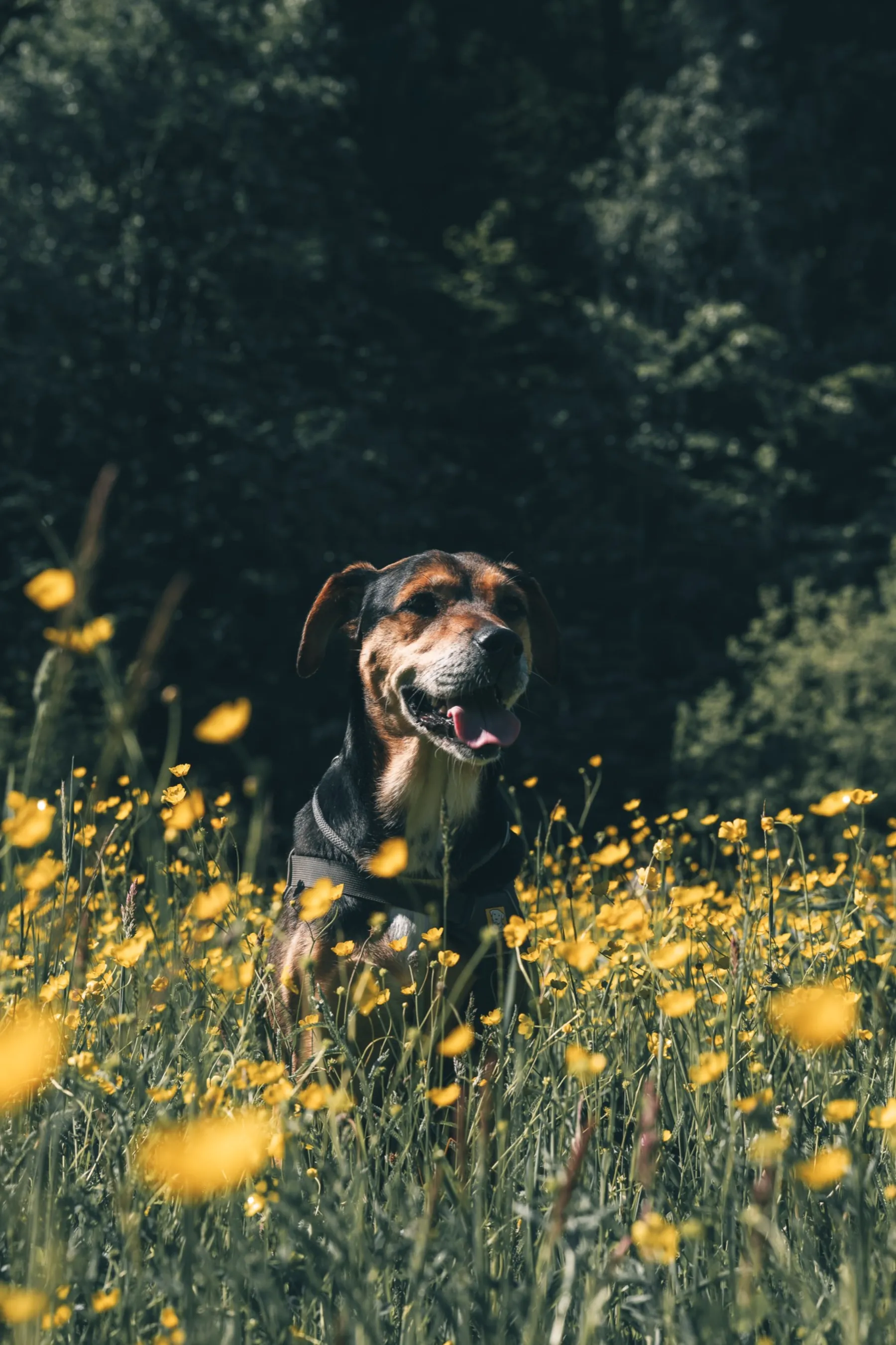 A golden retriever sits in a meadow in the evening sun.
