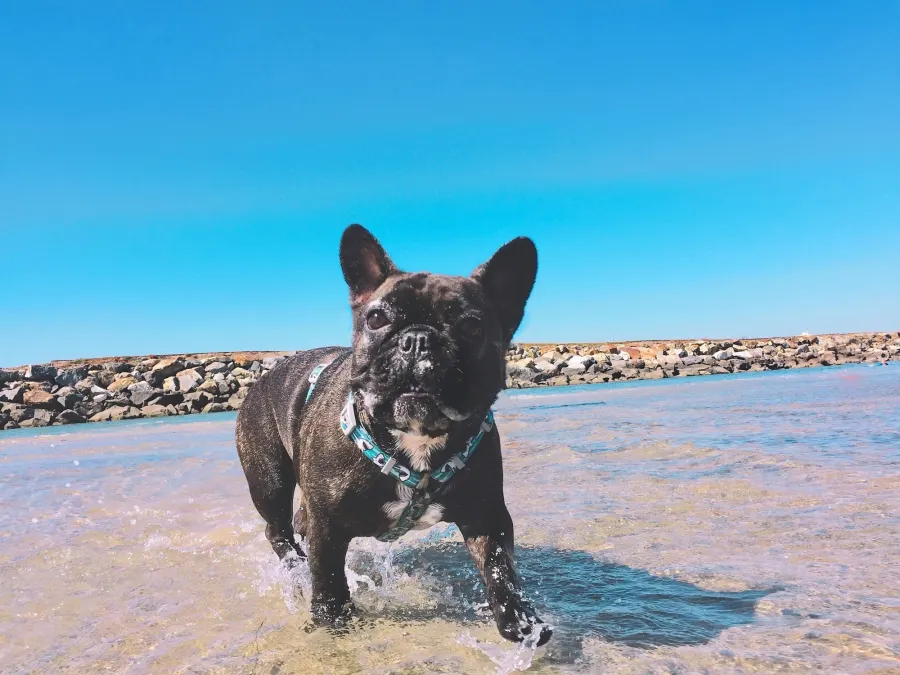 French bulldog in the water.