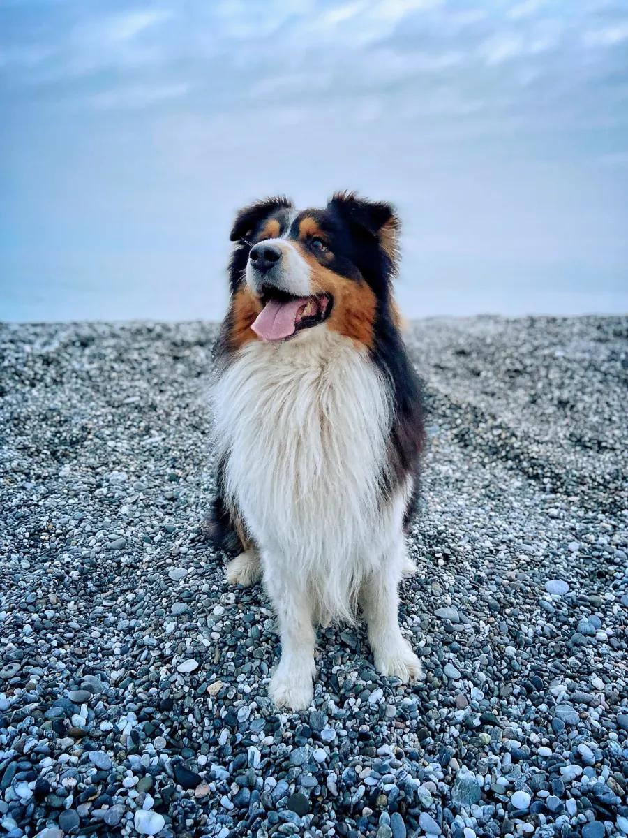 Dog on a rocky beach.