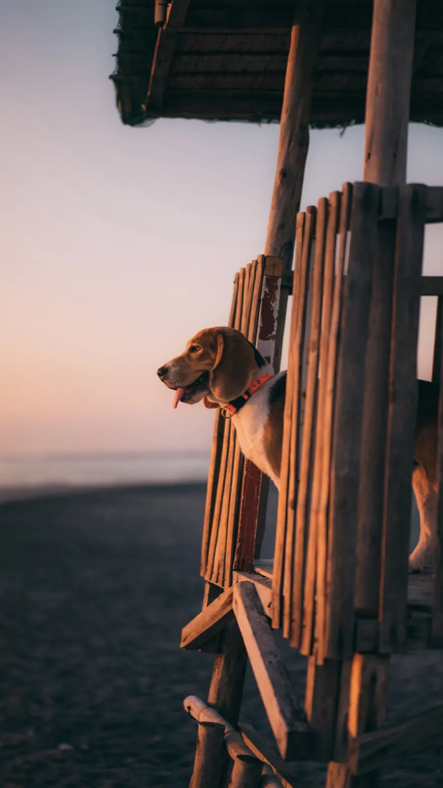 Dog at sunrise.