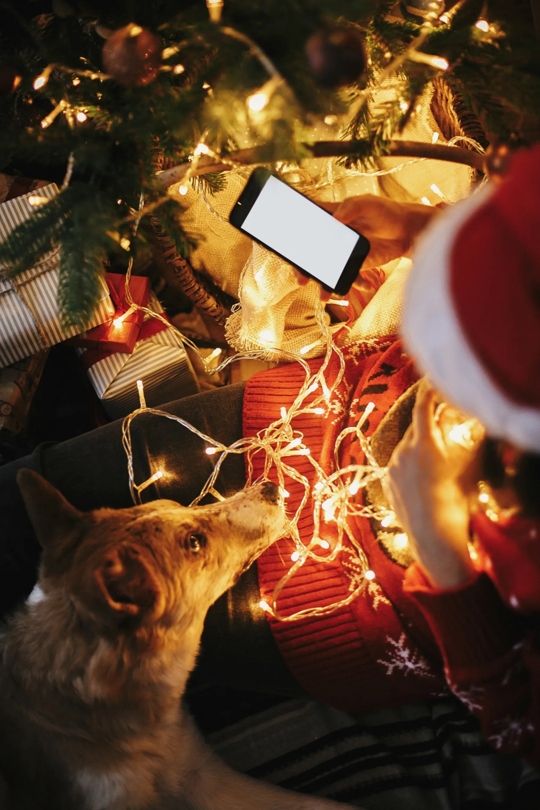 A dog looks up at a person in a Santa hat holding a phone under a glowing Christmas tree.