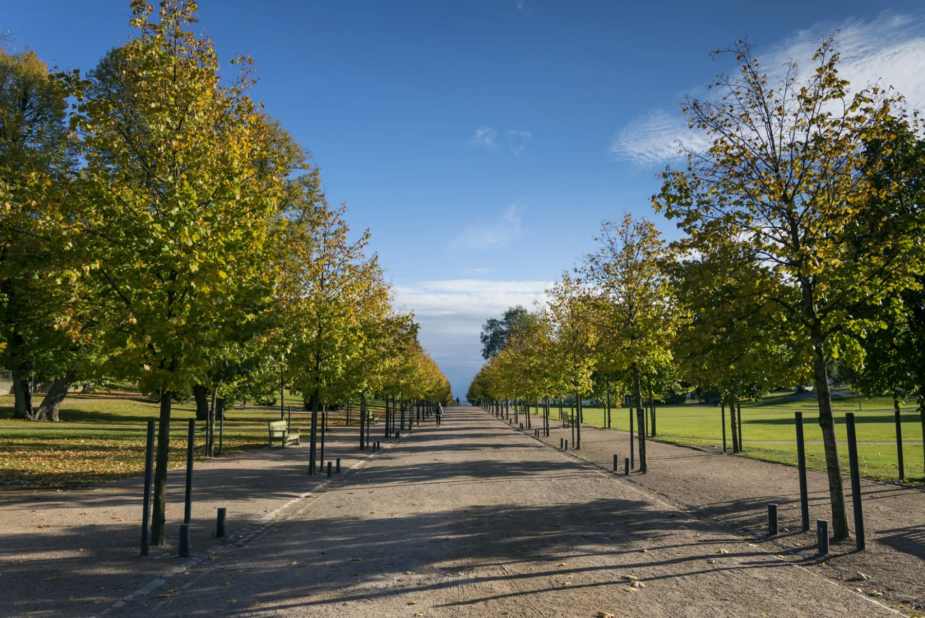 A long avenue of autumn trees in a city park under a blue sky.