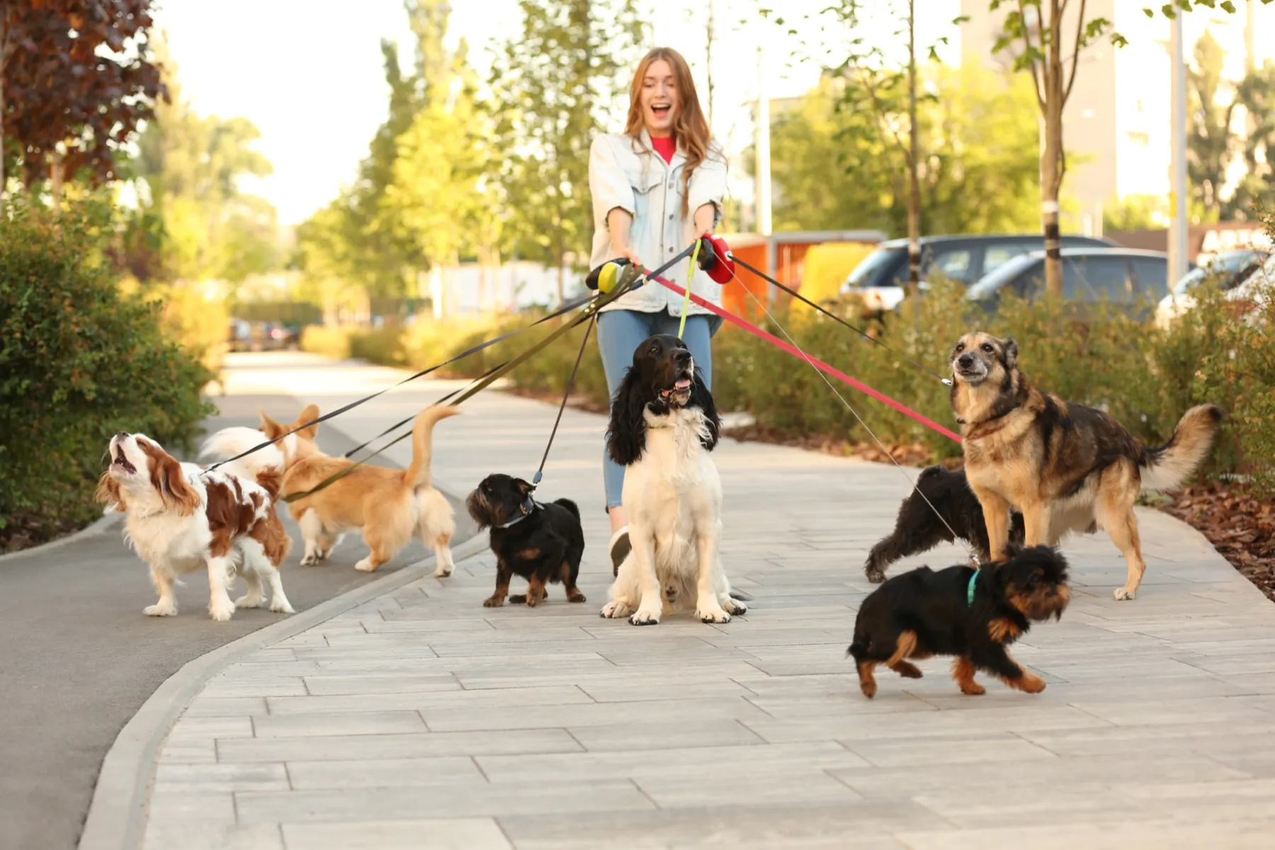 A young woman laughs as she walks eight dogs of different breeds on leashes along a sunny path.