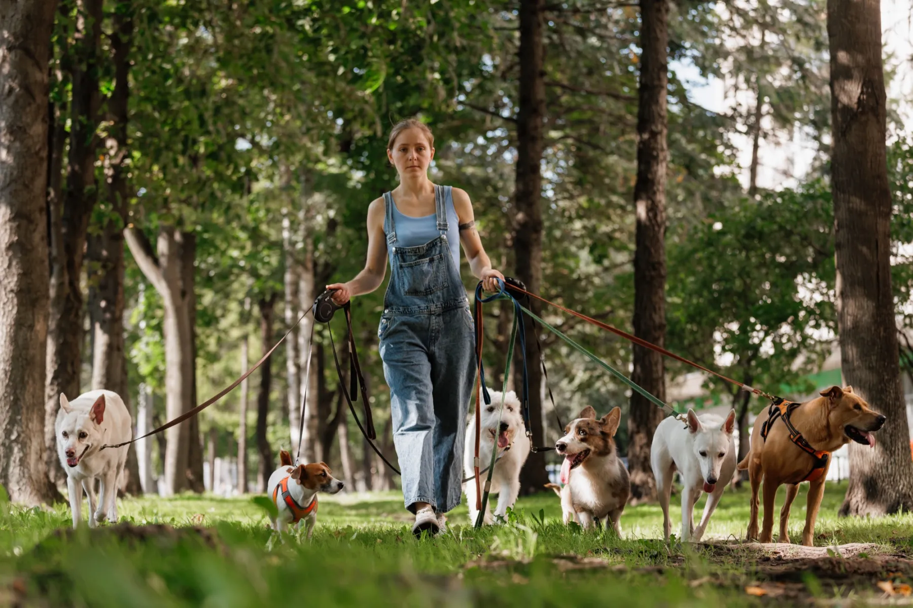 A dog walker, seen from behind, walks through a sunny park with seven dogs on leashes.