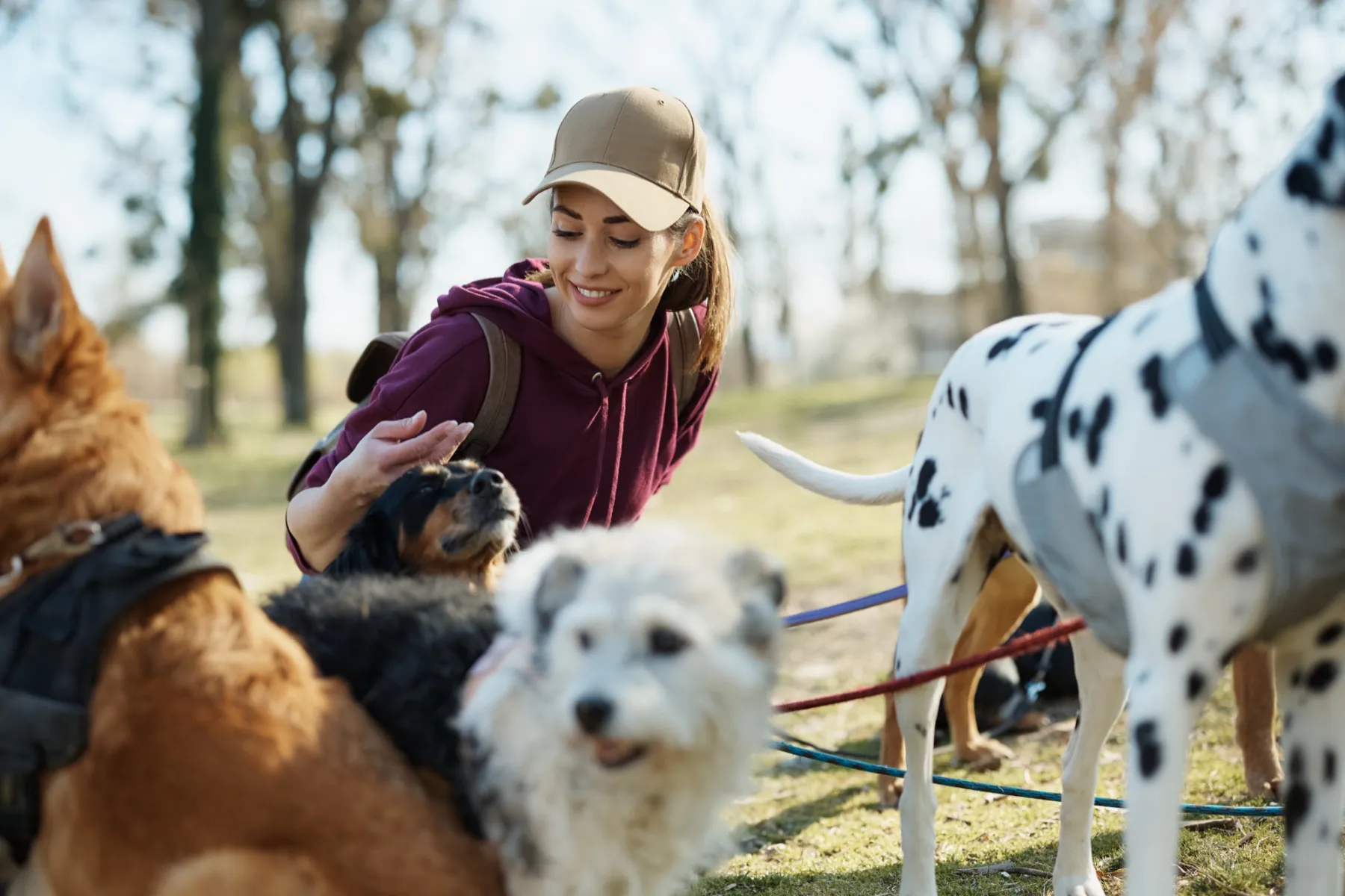 A dog walker in a baseball cap laughs as she pets one of her dogs in the park, with more leashed dogs all around her.